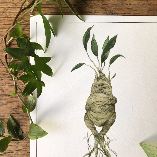 Mandrake Magical Watercolour Herbology A5 Art Print