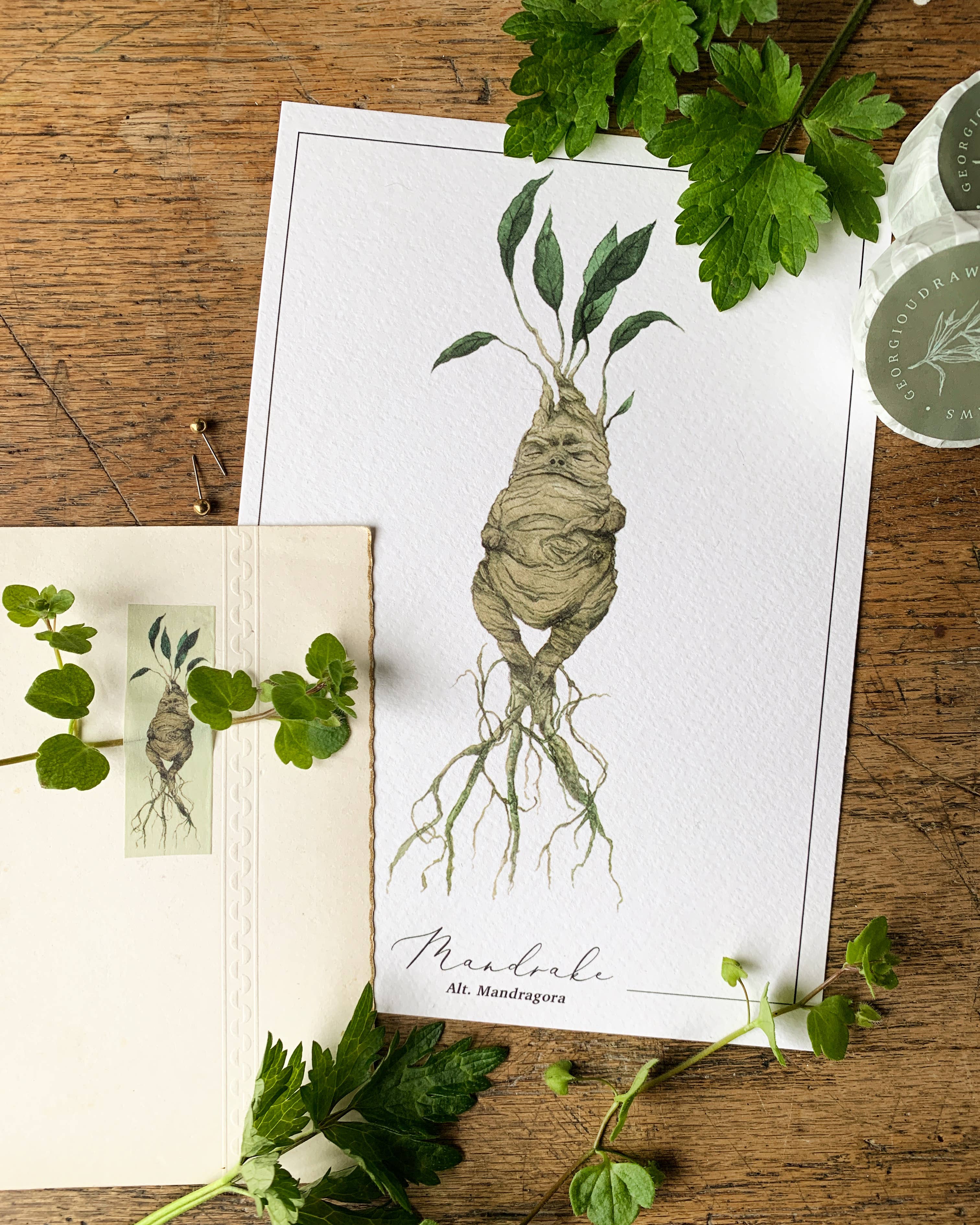 Mandrake Magical Watercolour Herbology A5 Art Print