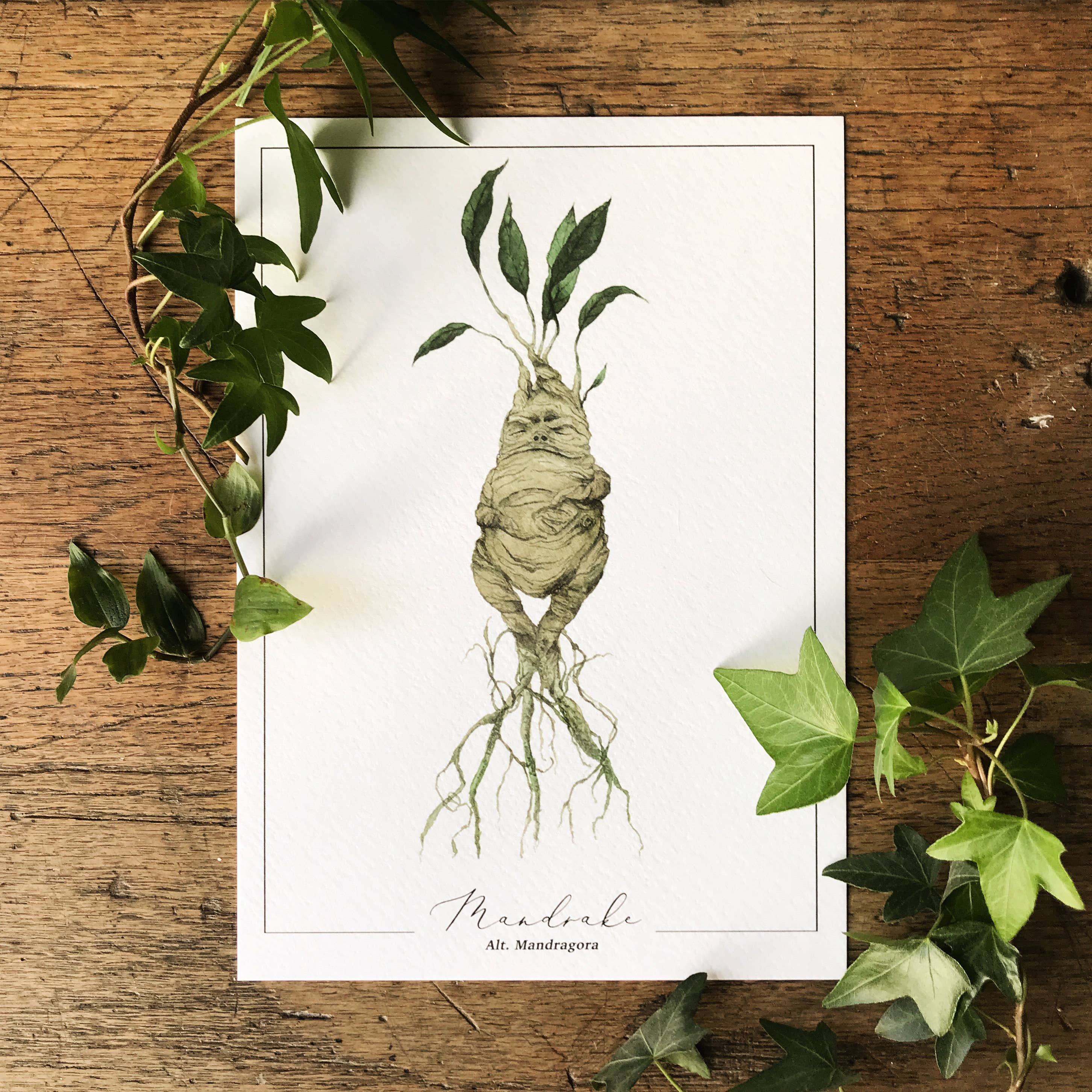 Mandrake Magical Watercolour Herbology A5 Art Print