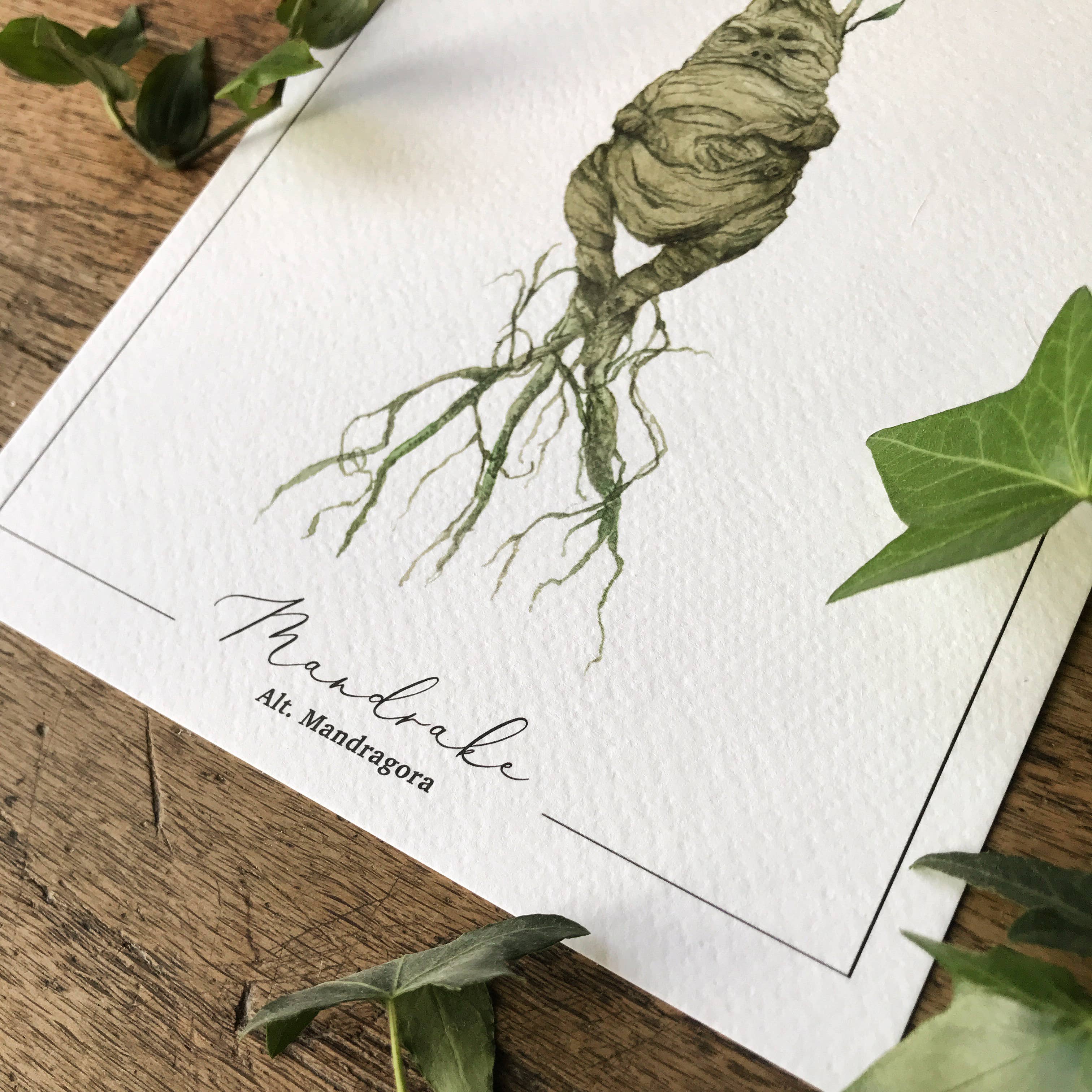Mandrake Magical Watercolour Herbology A5 Art Print
