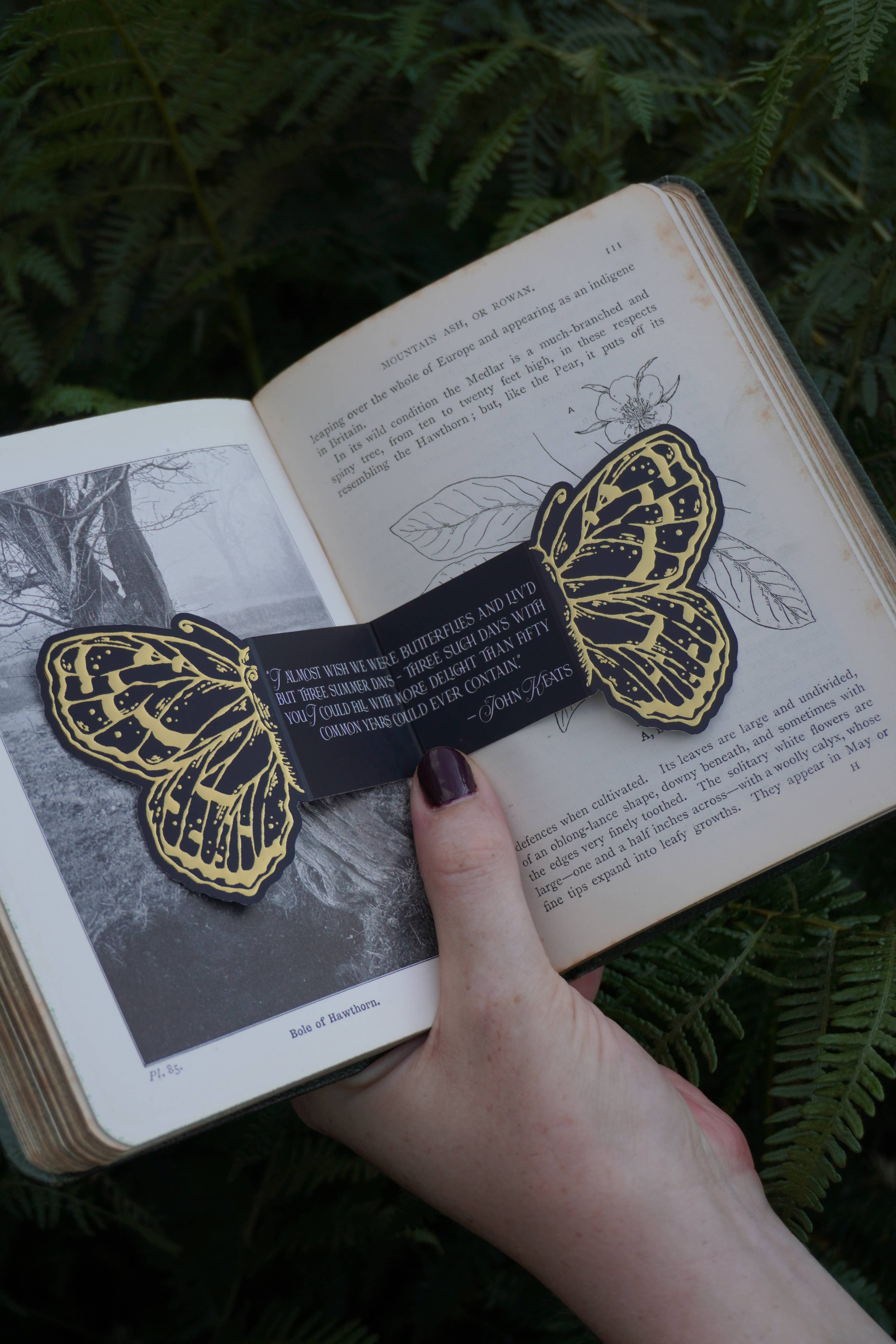 3D Gold Foil Butterfly Foldable Bookmark - Tooth & Toad