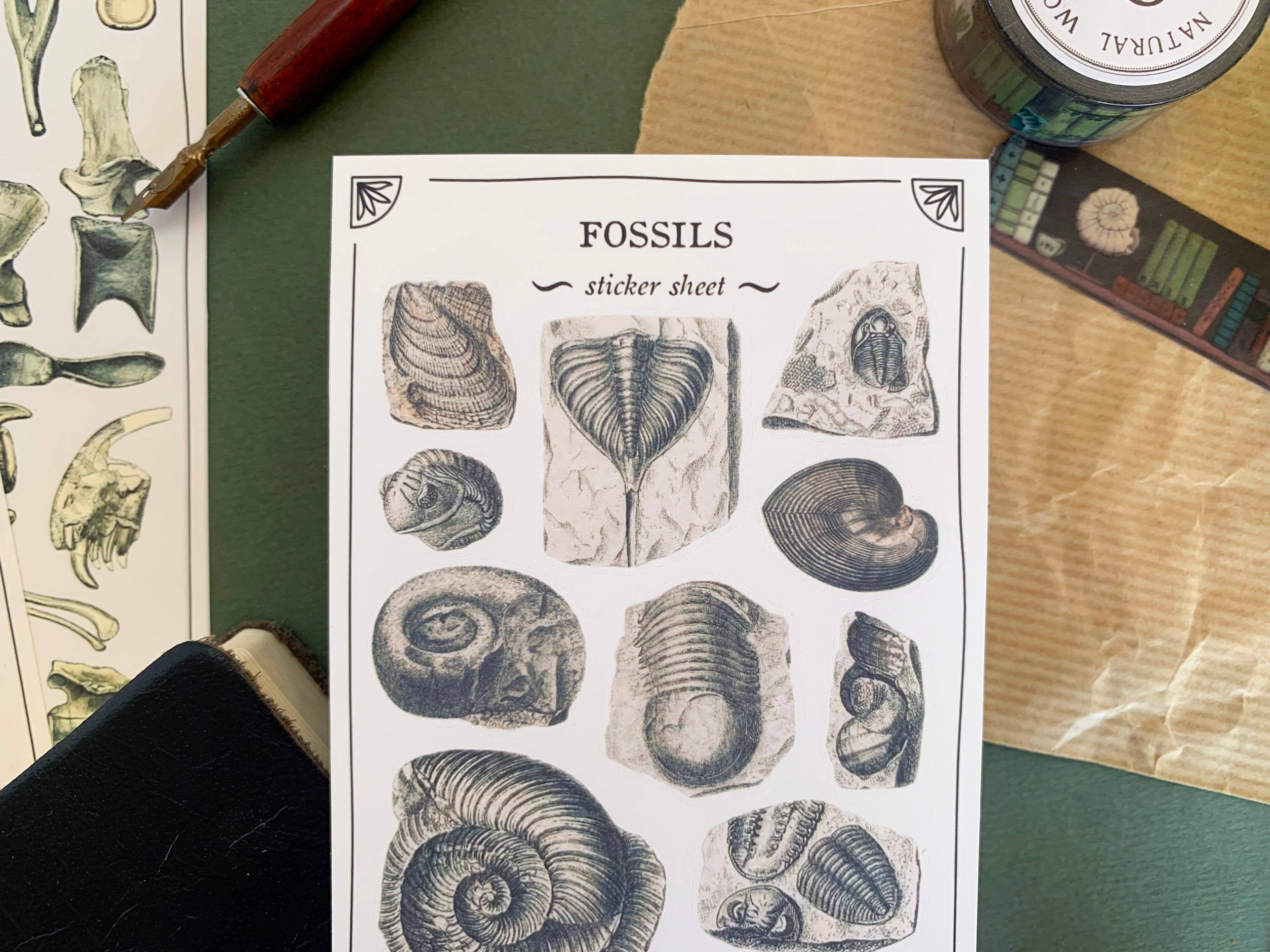 Fossils Sticker Sheet