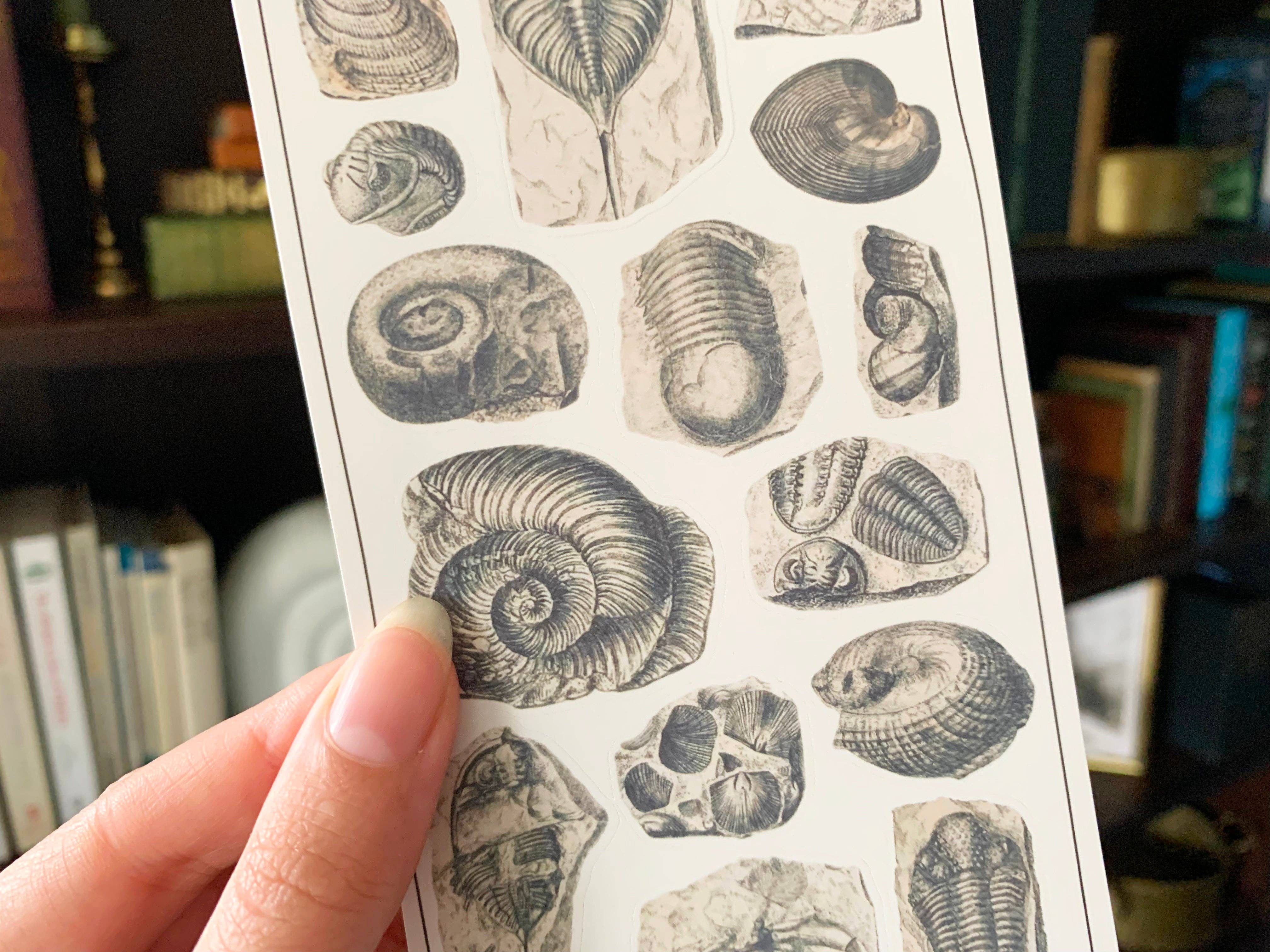Fossils Sticker Sheet