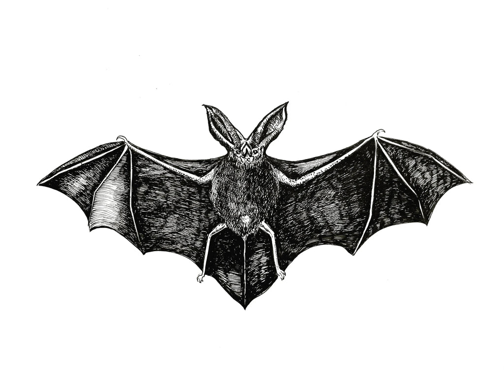 Horseshoe Bat Art Print - Black & Bone