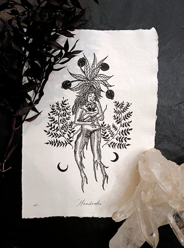 Mandrake Art Print - Black & Bone